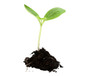 new life