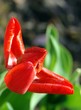 red tulip