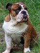 bouledogue assis