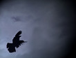 flight