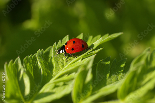 coccinelle