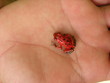 red frog