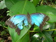 morpho abime