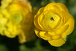 ranunkel - anemone