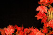 Photo: autumn border ii autumn border ii