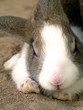 bunny