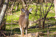 curious doe