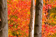 fall maple
