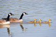 canada goose family swim