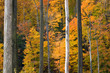 golden foliage