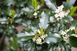holly blossoms