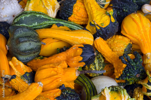 Photo: gourd background gourd background