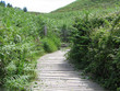 erquy (22)  : la lande bretonne