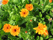 parterre de fleur oranges