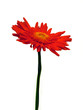 orange flower