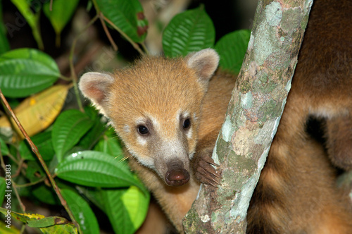 pizole coati