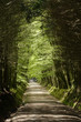 chemin dans la fôret