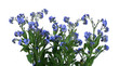 forget-me-nots
