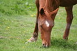 cheval