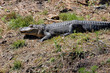 alligator  in the sun # 2