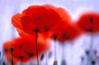 roter mohn
