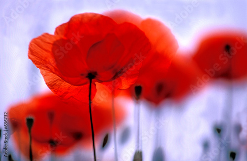 Photo: roter mohn roter mohn