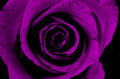 rose rose
