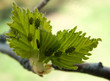aphid