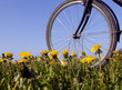 fahrrad mit löwenzahn fahrrad mit löwenzahn