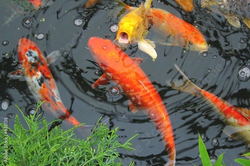 Foto: colourful koi colourful koi