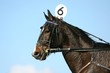 race horse