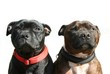 staffordshire terrier dogs