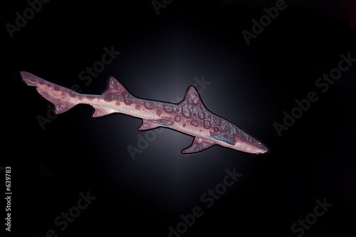 Photo: leopard shark leopard shark