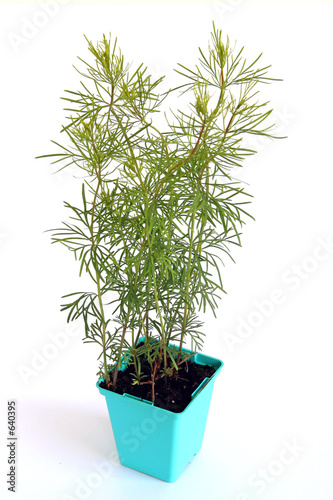 plante vivace