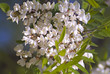 fleur d'acacia ou de robinier