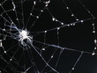 spiders