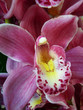 orchid