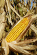 corn in the field 2 corn in the field 2