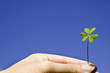 finger holiding a clover in sky background