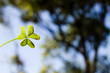 backlighted clover