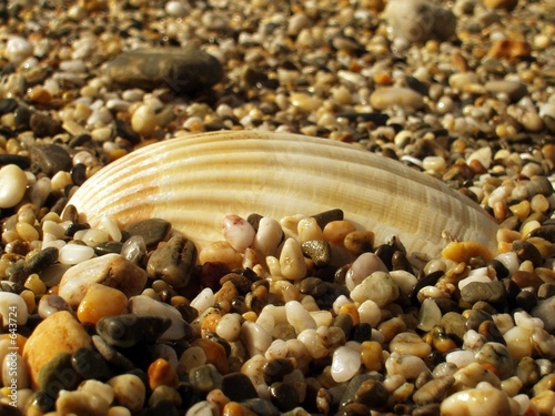 shell amongst pebbles shell amongst pebbles