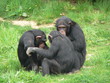 chimpanze