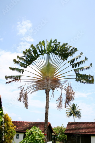 martinique - l'arbre du voyageur