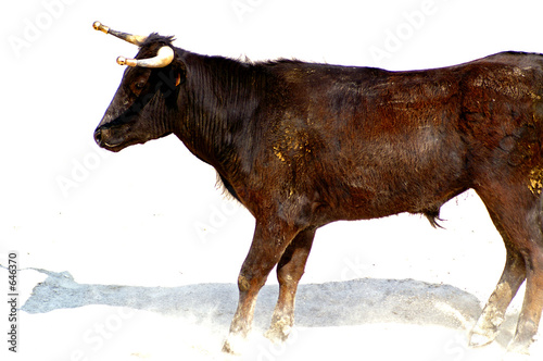 taureau