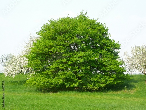 baum auf der wiese baum auf der wiese