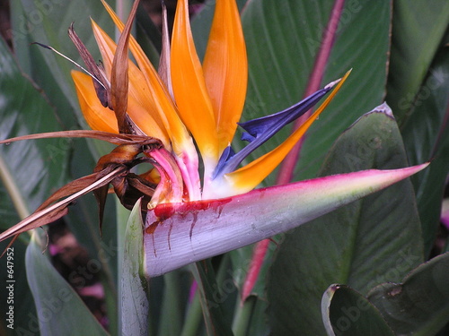 Photo: bird of paradise flower closeup bird of paradise flower closeup