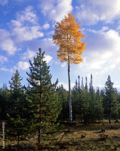 ashley forest aspen