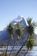 mitre peak + tree (nz)