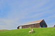 sheep and barn