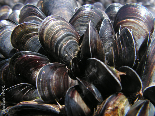 moules